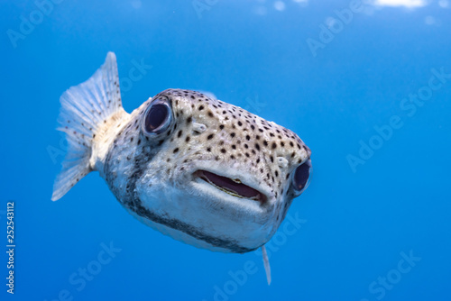 Pufferfish closeup in clear blue water