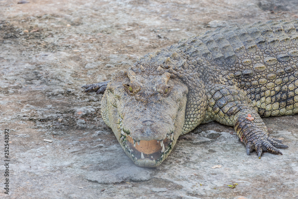 Fototapeta premium Head of crocodile