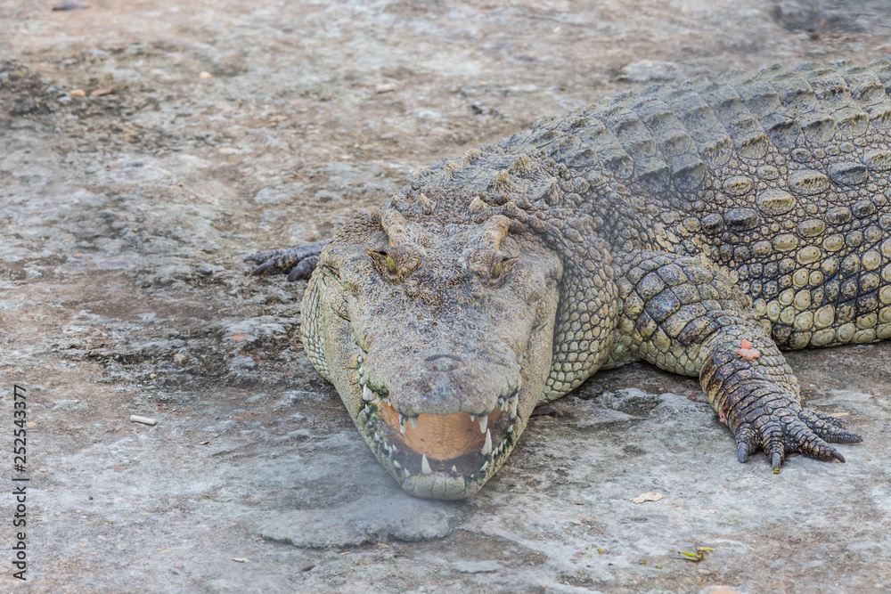 Naklejka premium Head of crocodile