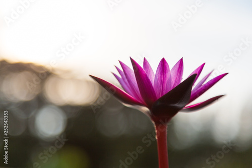 Pink lotus flower blooming ,Water Lilies flower