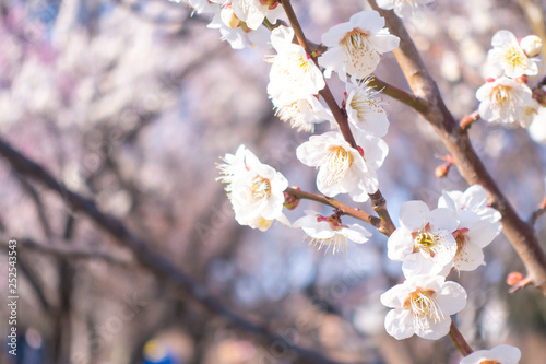 Plum blossoms during early spring.