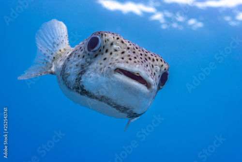 Pufferfish closeup in clear blue water photo