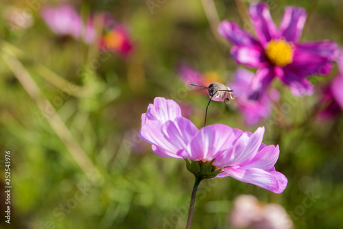 Hummingbird hawk moths on Gesang flowers fly and hunt in summer