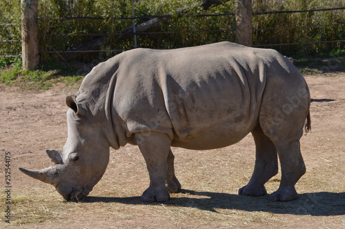 Photograph of a Rhinoceros in captivity