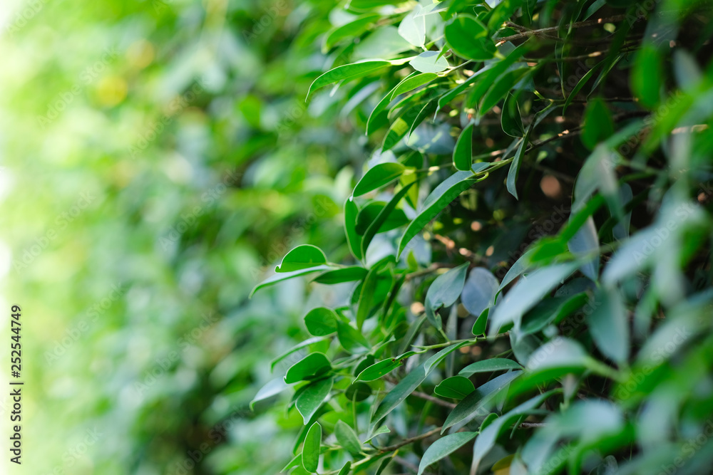 Close up fresh leaves