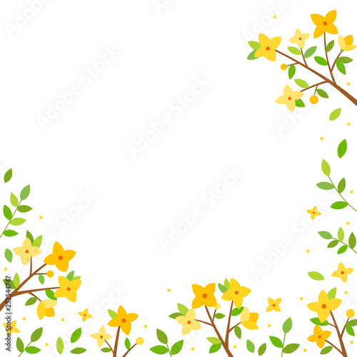 Photographie Forsythia flowers background