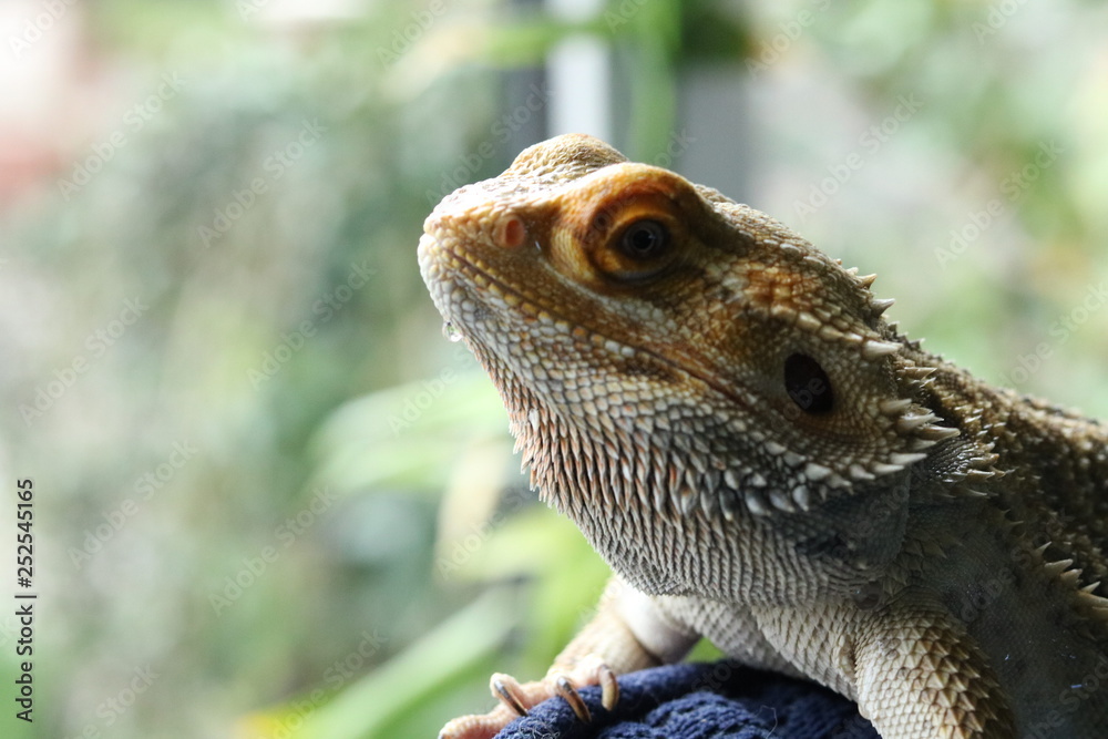 Obraz premium lizard