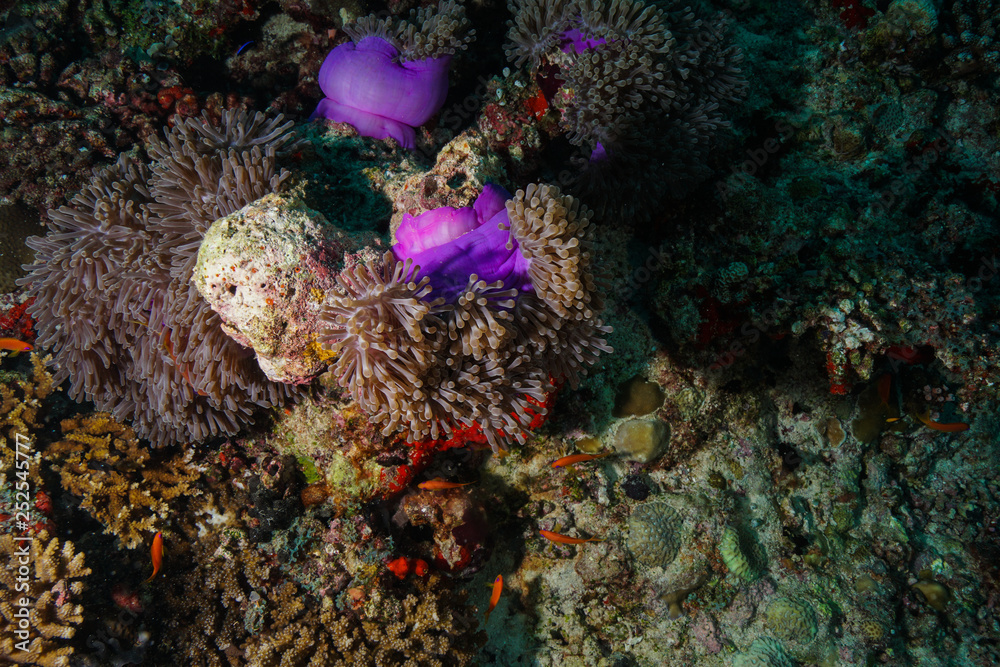Anemone Fish and Coral at the Maldives Anemone Fish and Coral at the Maldives
