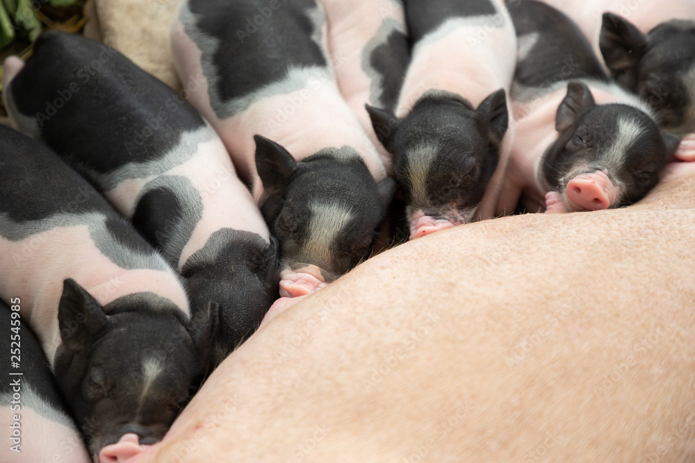new born piglets are suckling milk from breast in the farm new born piglets are suckling milk from breast in the farm