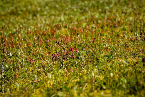 Flowers in green grass