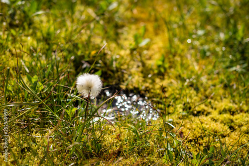 dandelion in the grass