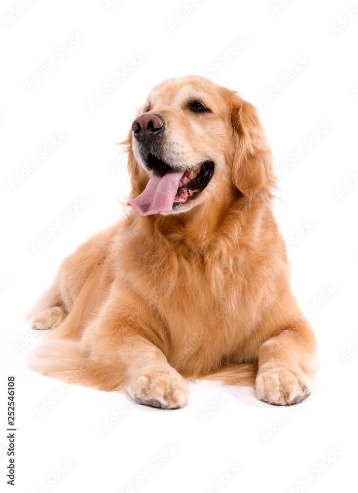 An Adult Golden Retriever Isolated on white background