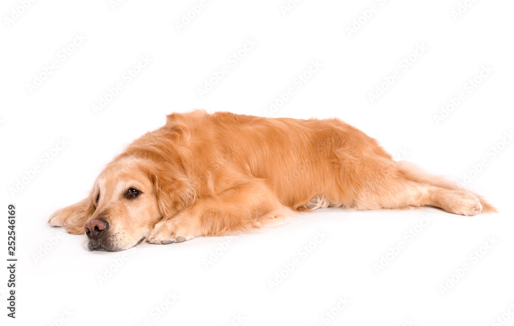 An Adult Golden Retriever Isolated on white background An Adult Golden Retriever Isolated on white background