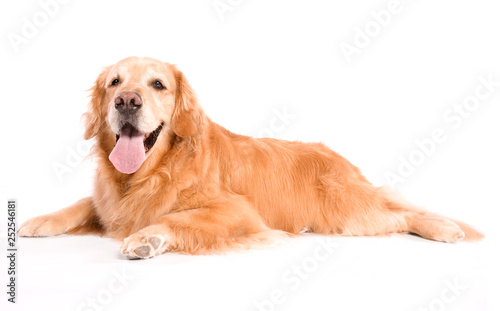 An Adult Golden Retriever Isolated on white background