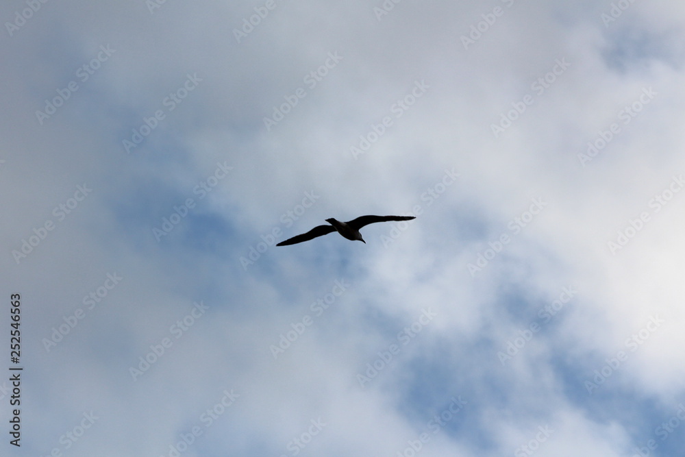 Silhouette of seagull peacefully flying with fully open wings on cloudy stormy sky background Silhouette of seagull peacefully flying with fully open wings on cloudy stormy sky background