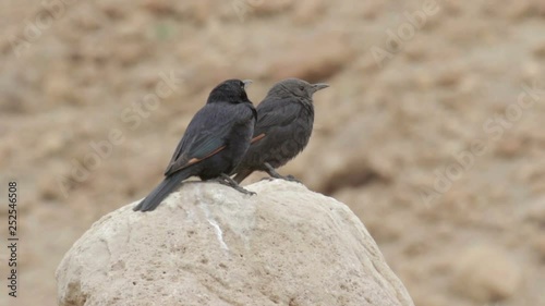 Tristram's grackle standing on a Rock photo