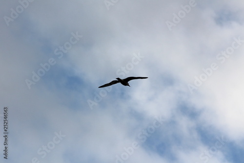Silhouette of seagull peacefully flying with fully open wings on cloudy stormy sky background