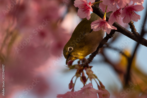 Japanese white-eye and cherry blossoms, Miura city, Kanagawa prefecture, Japan photo