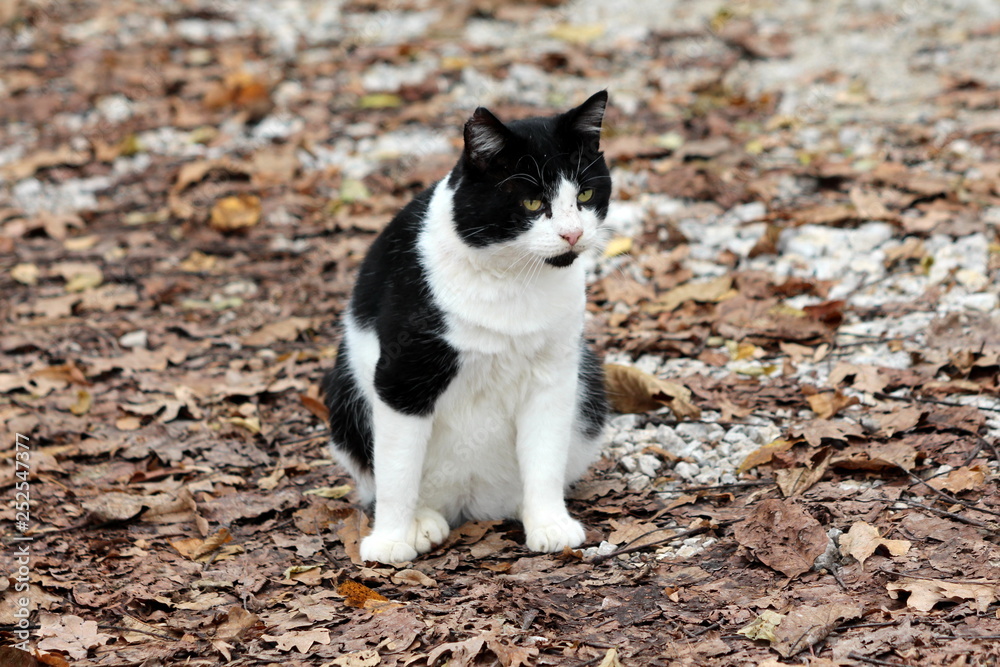 Small black and white domestic cat looking curiously in distance while sitting on gravel forest path covered with dried fallen leaves on warm sunny day