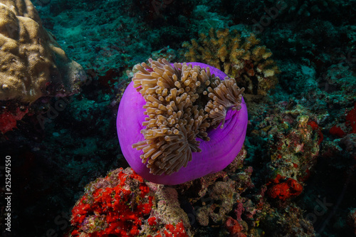 Anemone Fish and Coral at the Maldives
