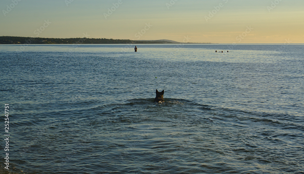 Dog swimming in sea during sunset