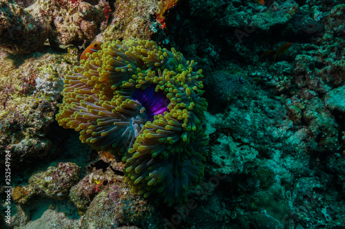 Anemone Fish and Coral at the Maldives © Mina Ryad