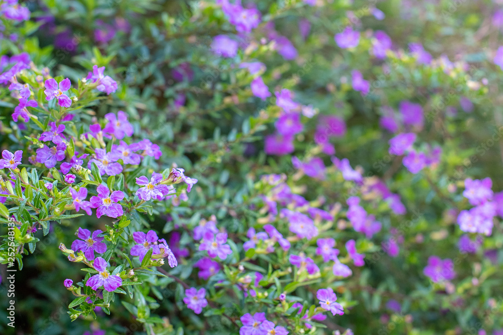Soft focus purple heather flowers and green foliage with a sunlit garden background ~SUNLIT GARDEN~ Soft focus purple heather flowers and green foliage with a sunlit garden background ~SUNLIT GARDEN~