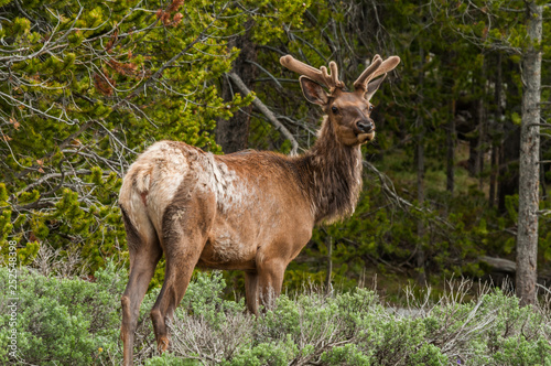 Fototapeta Naklejka Na Ścianę i Meble -  Elk in the forest