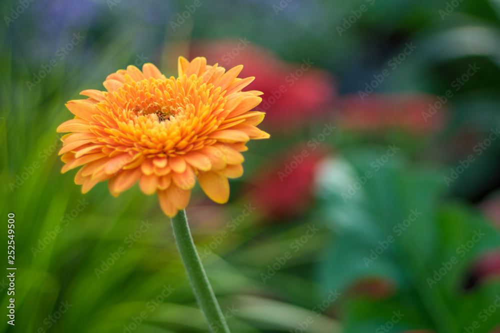 Beautiful detailed isolated closeup of a single orange flower with flowers and greenery in the background Beautiful detailed isolated closeup of a single orange flower with flowers and greenery in the background