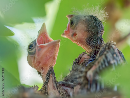 Red-eyed vireo chicks calling / screaming to get parent to bring them some food in their nest - taken in Theodore Wirth Park in Minneapolis, Minnesota
