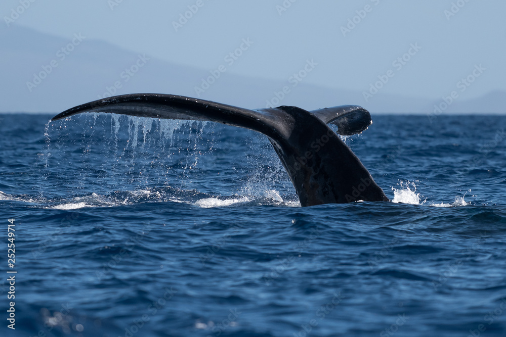 Obraz premium Humpback whale tail fluke.