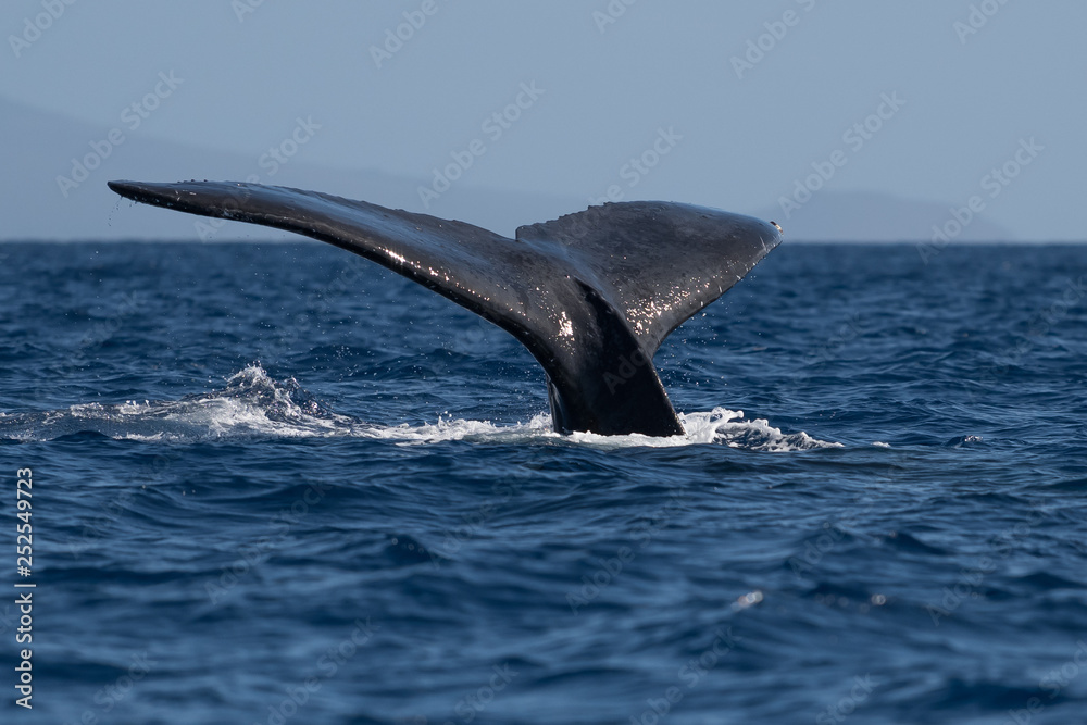 Fototapeta premium Humpback whale tail fluke.