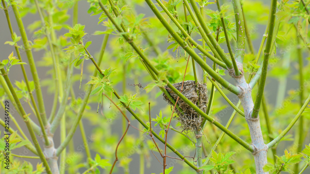 Small bird nest in a small tree with Spring leaves in background - taken near the Minnesota River