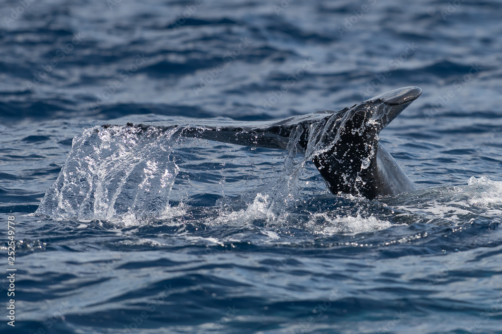 Fototapeta premium Baby humpback whale tail fluke.