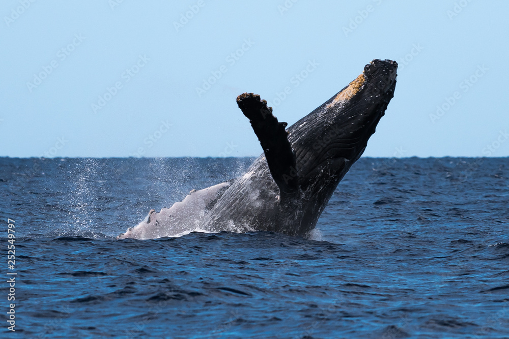 Obraz premium Humpback whale breaching.
