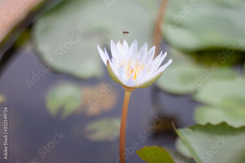 Beautiful white lotus or water lily flower blooming in pond on blur nature background.