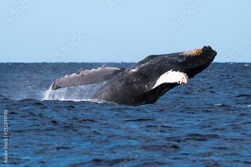 Humpback whale breaching. © davidhoffmann.com