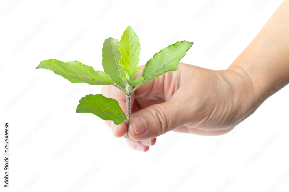 hands holding fresh green basil herb leaves isolated on white background hands holding fresh green basil herb leaves isolated on white background
