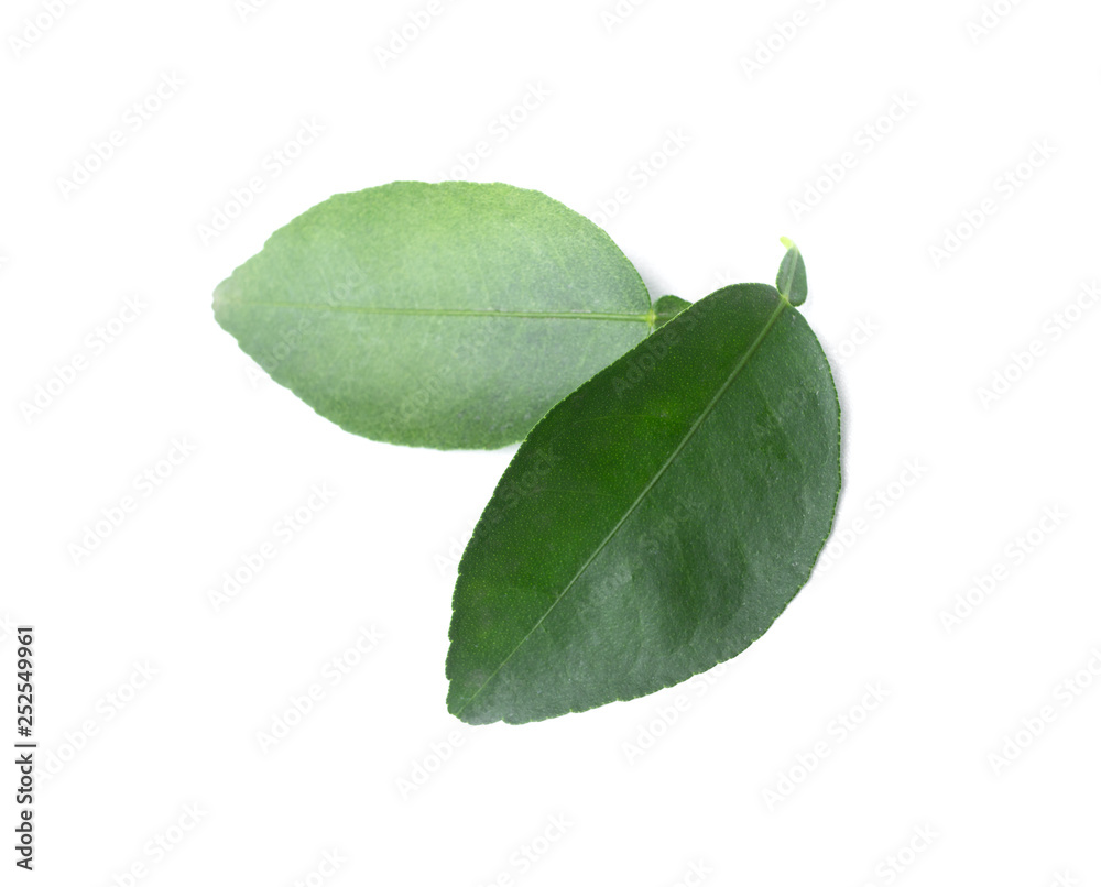 Obraz premium Green leaf isolated on the white background