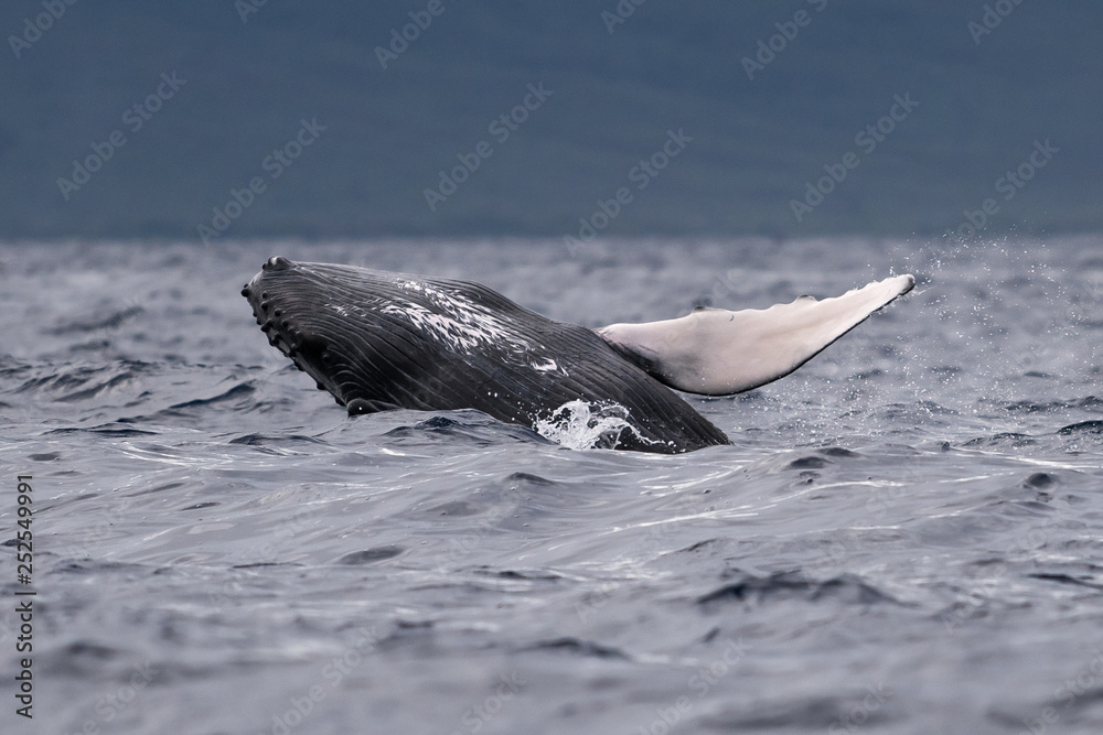Obraz premium Humpback whale breaching.