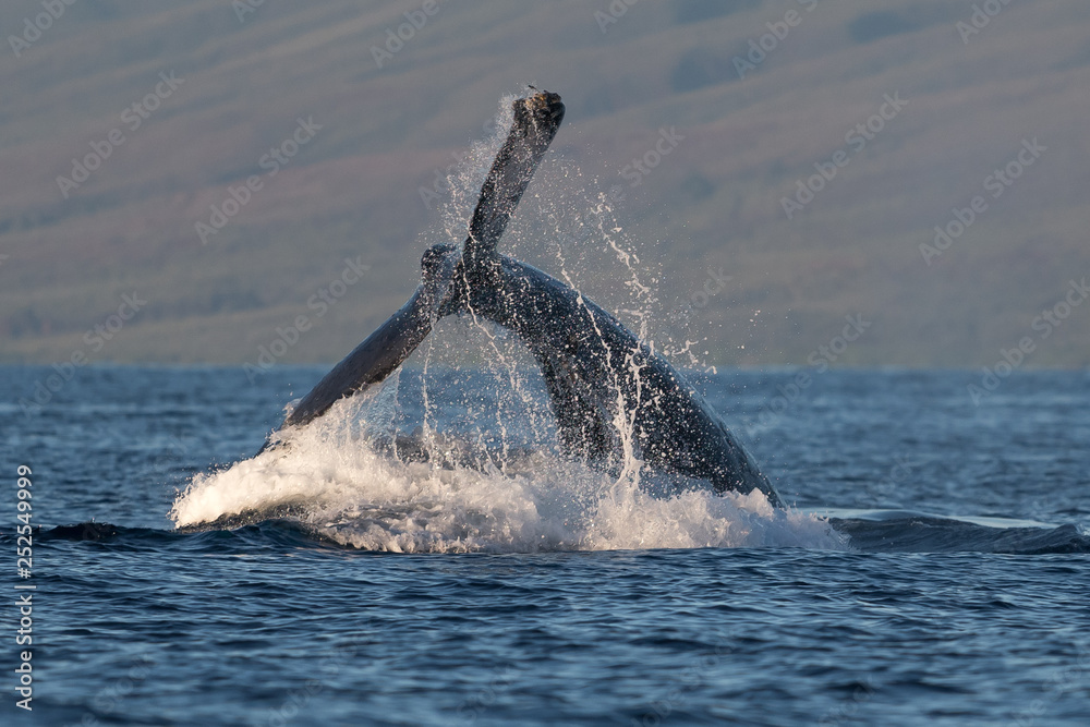 Naklejka premium Humpback whale peduncle throw.