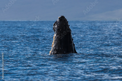 Baby humpback whale spyhopping. © davidhoffmann.com