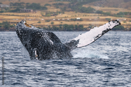 Humpback whale breaching. © davidhoffmann.com