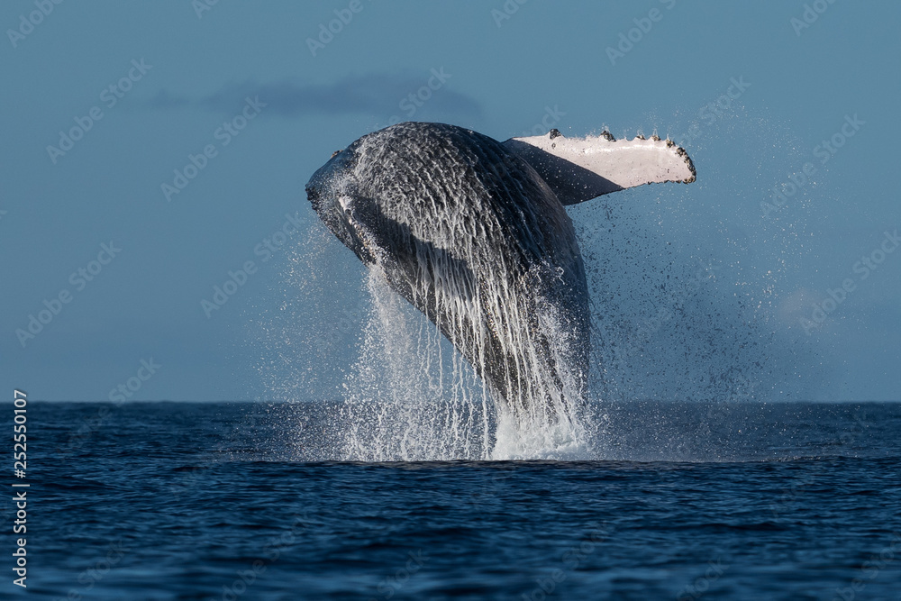 Fototapeta premium Humpback whale breaching.