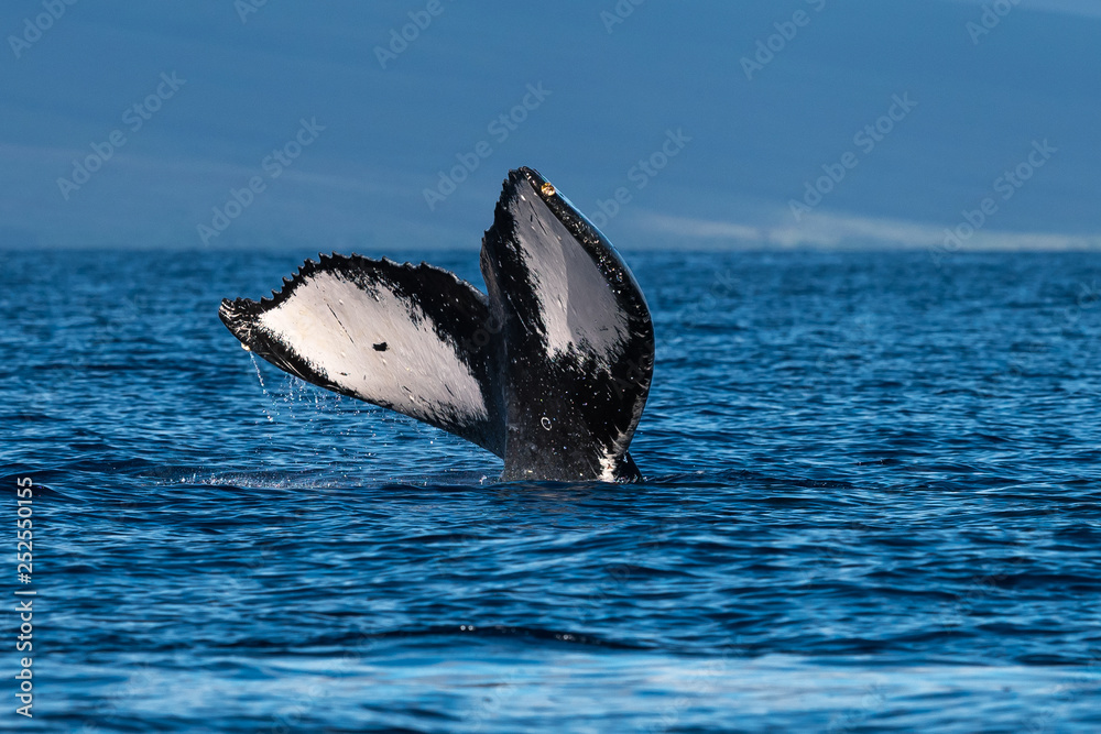 Naklejka premium Humpback whale tail fluke.