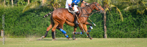 polo player and horse polo sport on the polo field. © Hola53