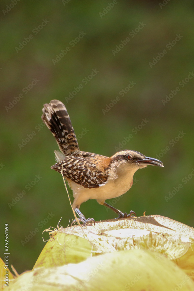 Obraz premium Bird Eating a Coconut