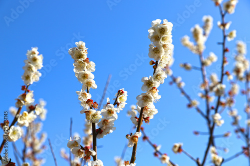 【日本の春】満開の八重梅の花（白梅）