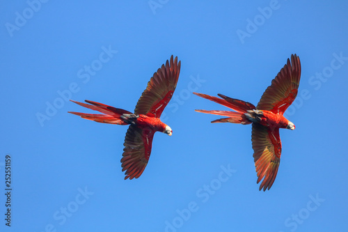 Colorful Scarlet Macaws © WildPhotography.com