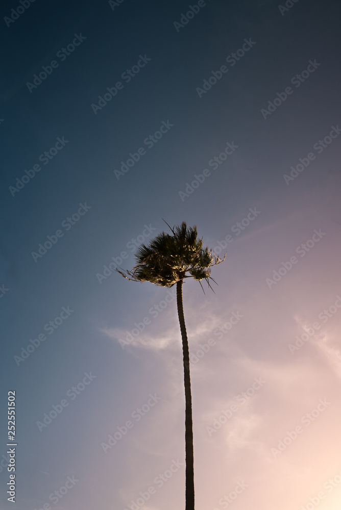california palm